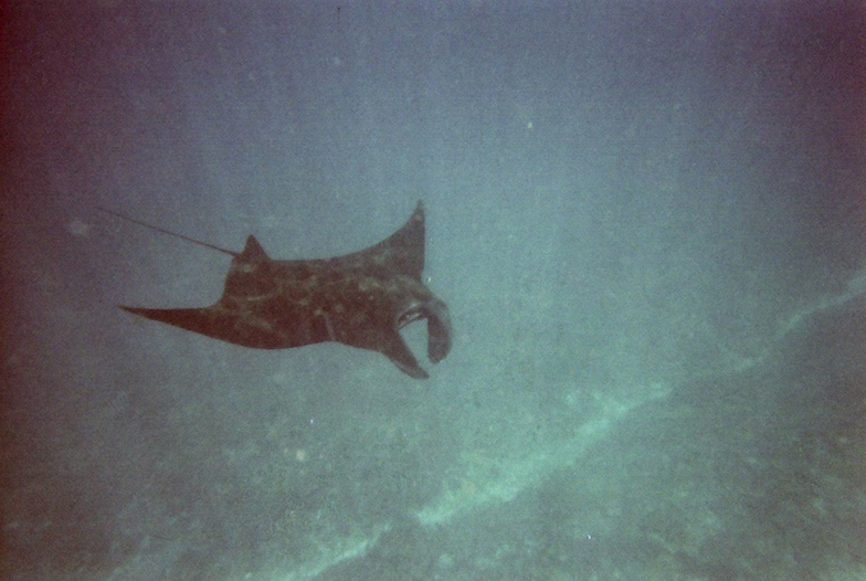 Mantaray015