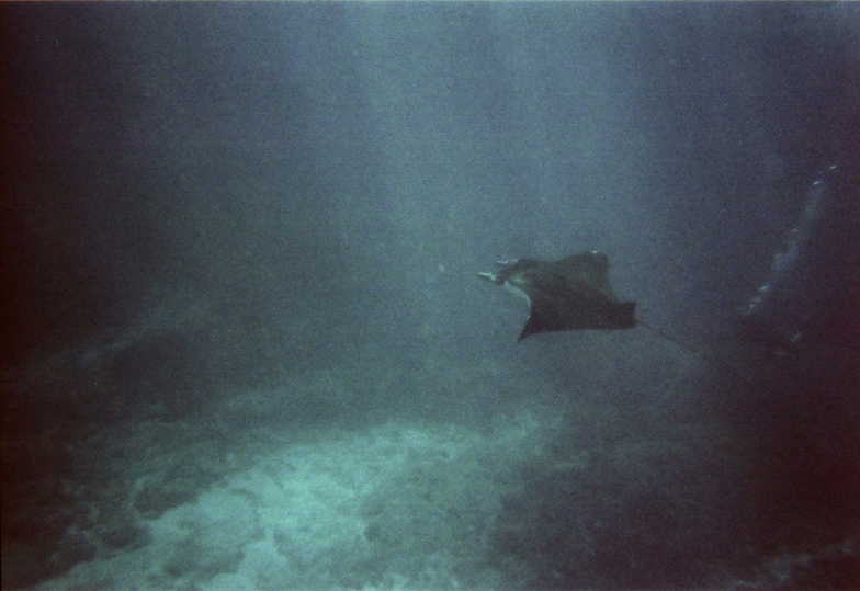 Mantaray016