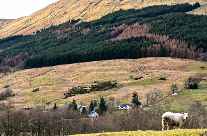 ecosse-zazie-maquet-tadam-studio-mhor-84-scotland-hills-bed-and-breakfast-motel05